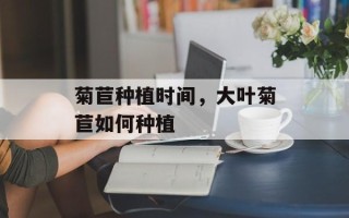 菊苣种植时间，大叶菊苣如何种植