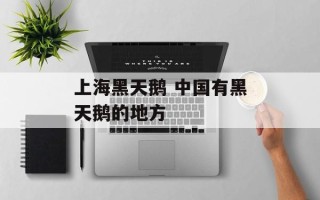 上海黑天鹅 中国有黑天鹅的地方