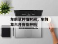 车前草种植时间，车前草六月份能种吗