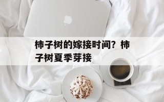 柿子树的嫁接时间？柿子树夏季芽接