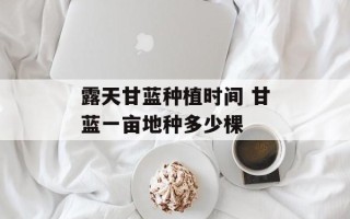 露天甘蓝种植时间 甘蓝一亩地种多少棵