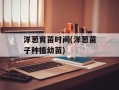洋葱育苗时间(洋葱苗子种植幼苗)