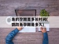 鱼的孕期是多长时间(鹦鹉鱼孕期是多久)