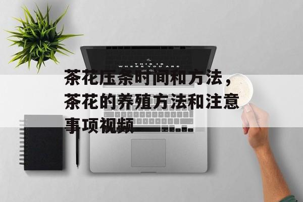 茶花压条时间和方法，茶花的养殖方法和注意事项视频-第1张图片-