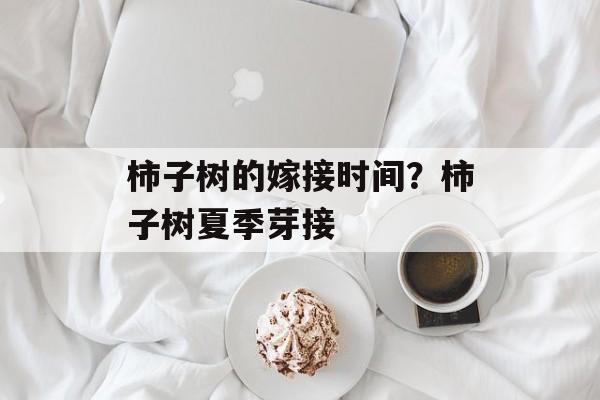柿子树的嫁接时间？柿子树夏季芽接-第1张图片-