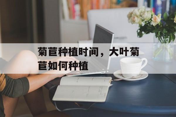 菊苣种植时间，大叶菊苣如何种植-第1张图片-